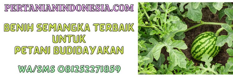 budidaya,budidaya semangka,benih,benih semangka,terbaik